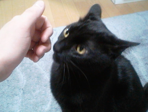 gori