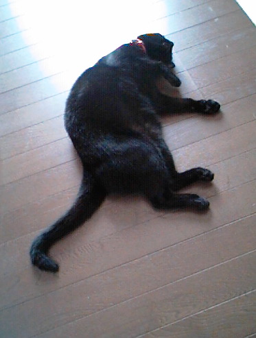 いかすみnekokya