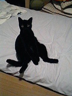 suwarineko