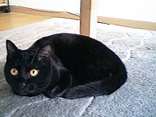 bikkuriikasumi