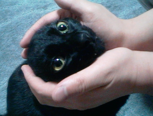 namakubi1