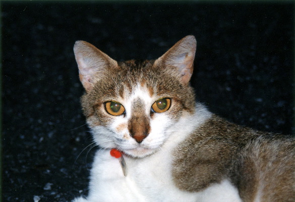 m_jul2002n